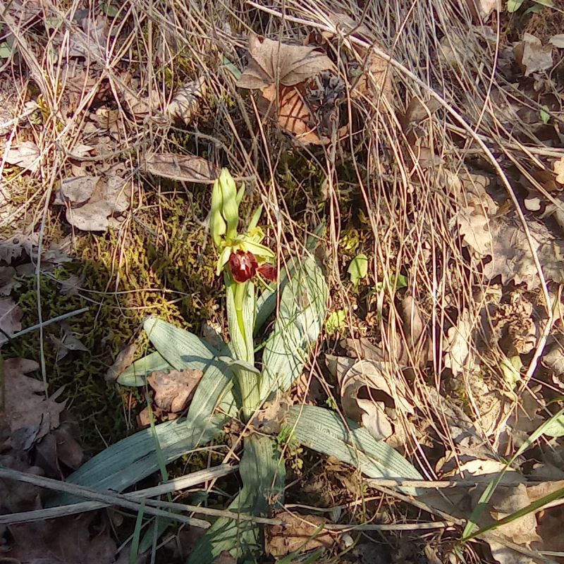 ophrys da identifcare